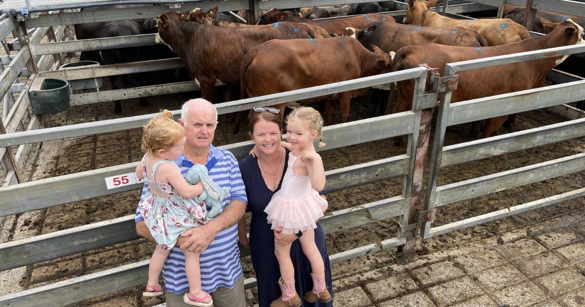 Grafton store cattle quality and prices improve despite drying conditions | The Land