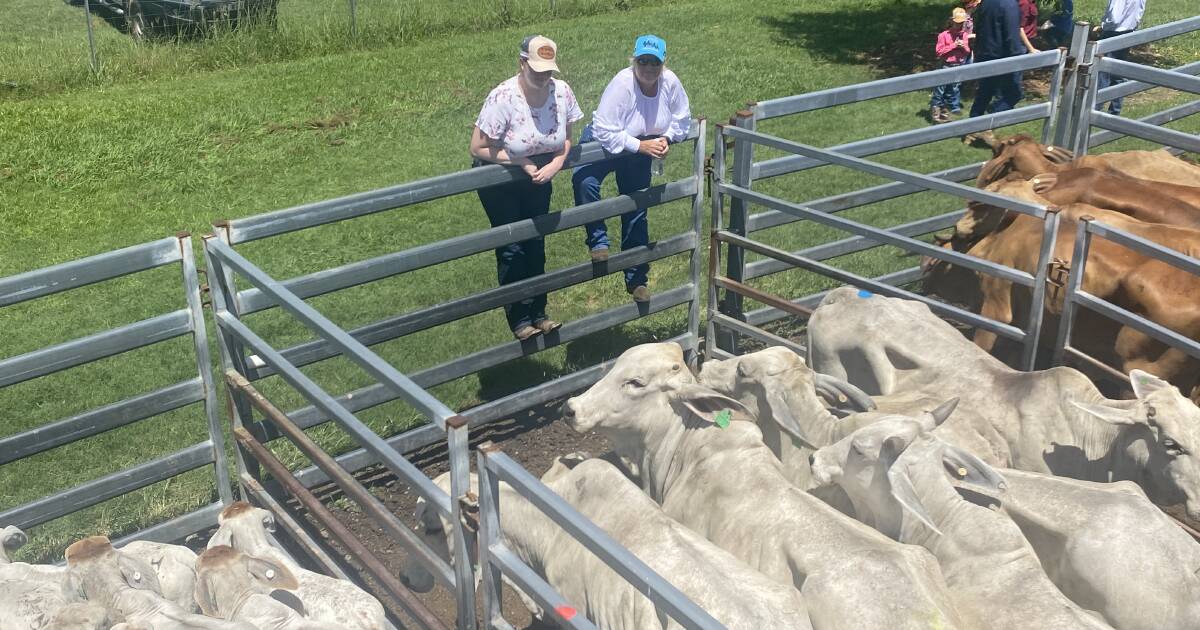 Competition for cows and calves at Sarina