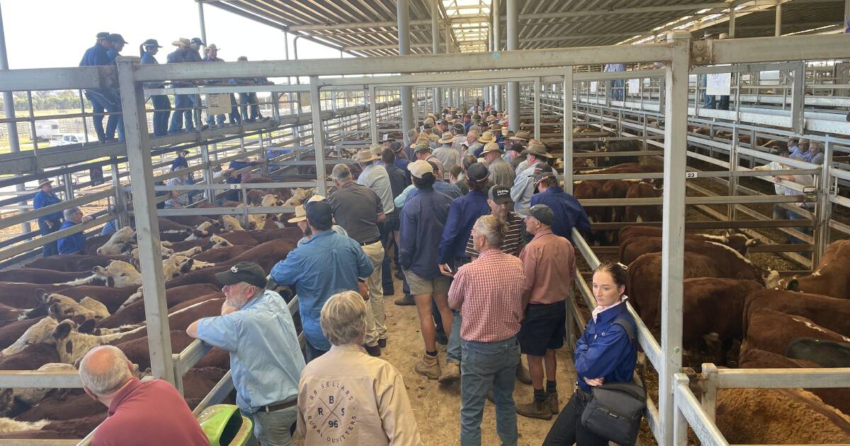 Cattle prices still rising; northerners eye off southern weaners