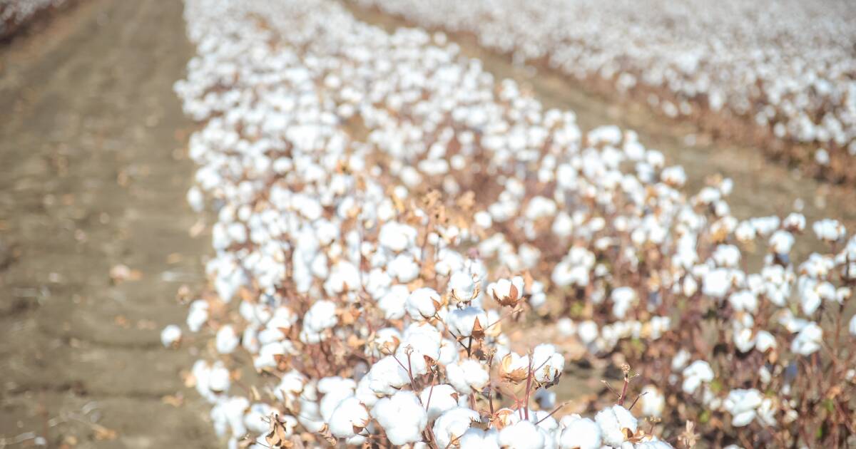 The Punter's waiting for his cotton harvest