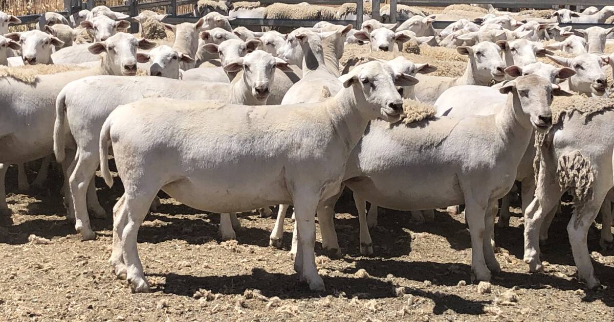 1yo ewes top AuctionsPlus Maternal Ewe Sale at $218 this week | Farm Weekly