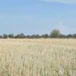 Supplementing stocker cattle during grazing can improve production efficiency