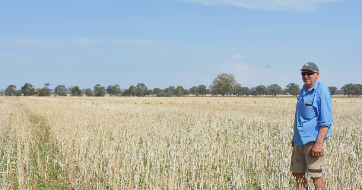 Protecting Livestock from Toxic Weeds in Stubble Crops | The Land