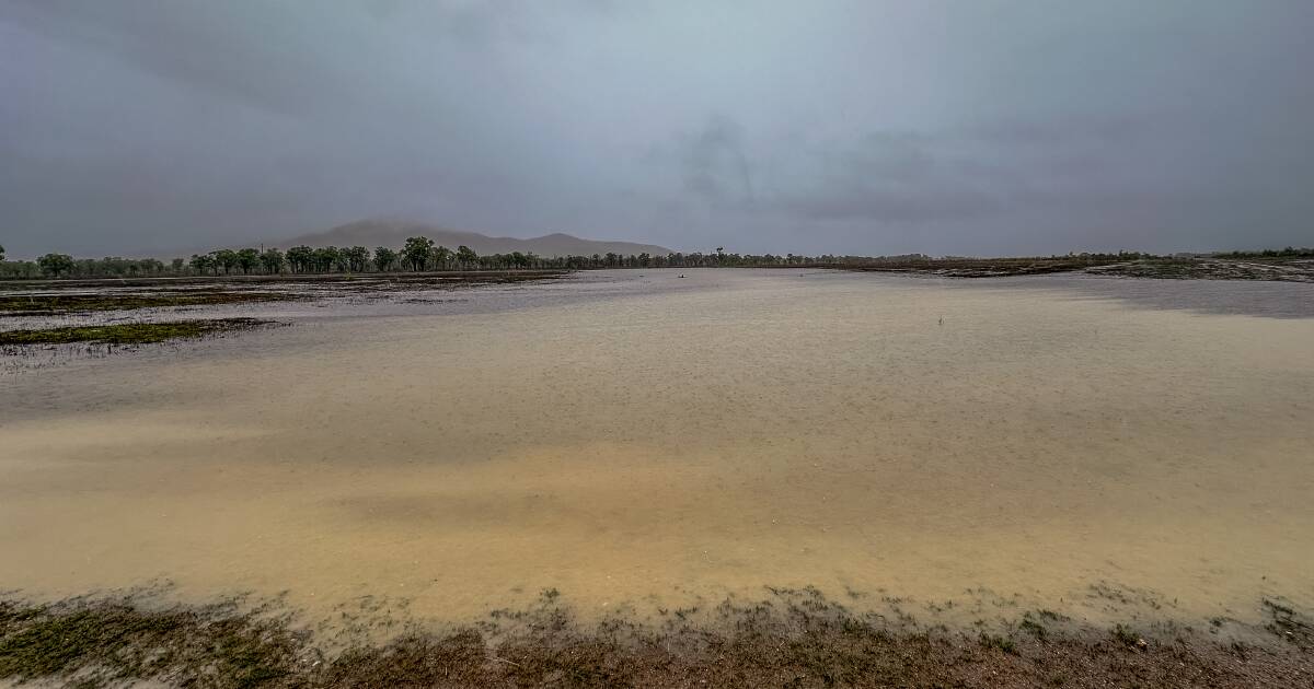 Cattle producers in lower Cape York Peninsula face challenges from heavy rain | North Queensland Register