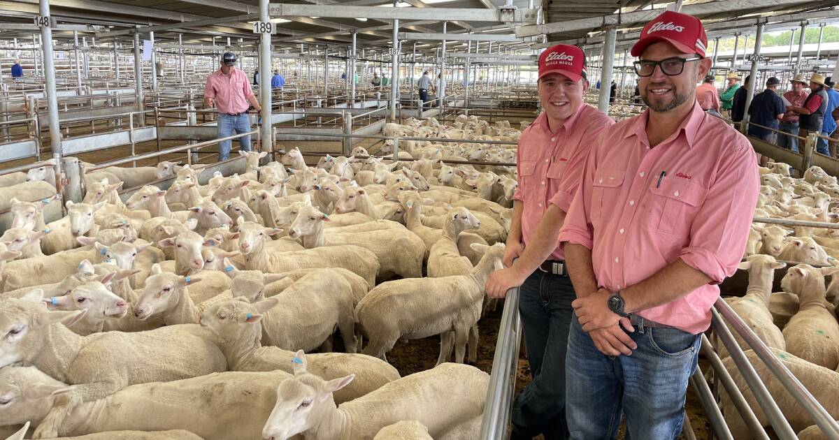 Second cross shorn lambs top $99.60 at Yass | The Land