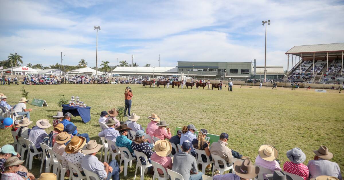 Beef 2024 using Rockhampton Cattle Club for volunteers | Queensland Country Life