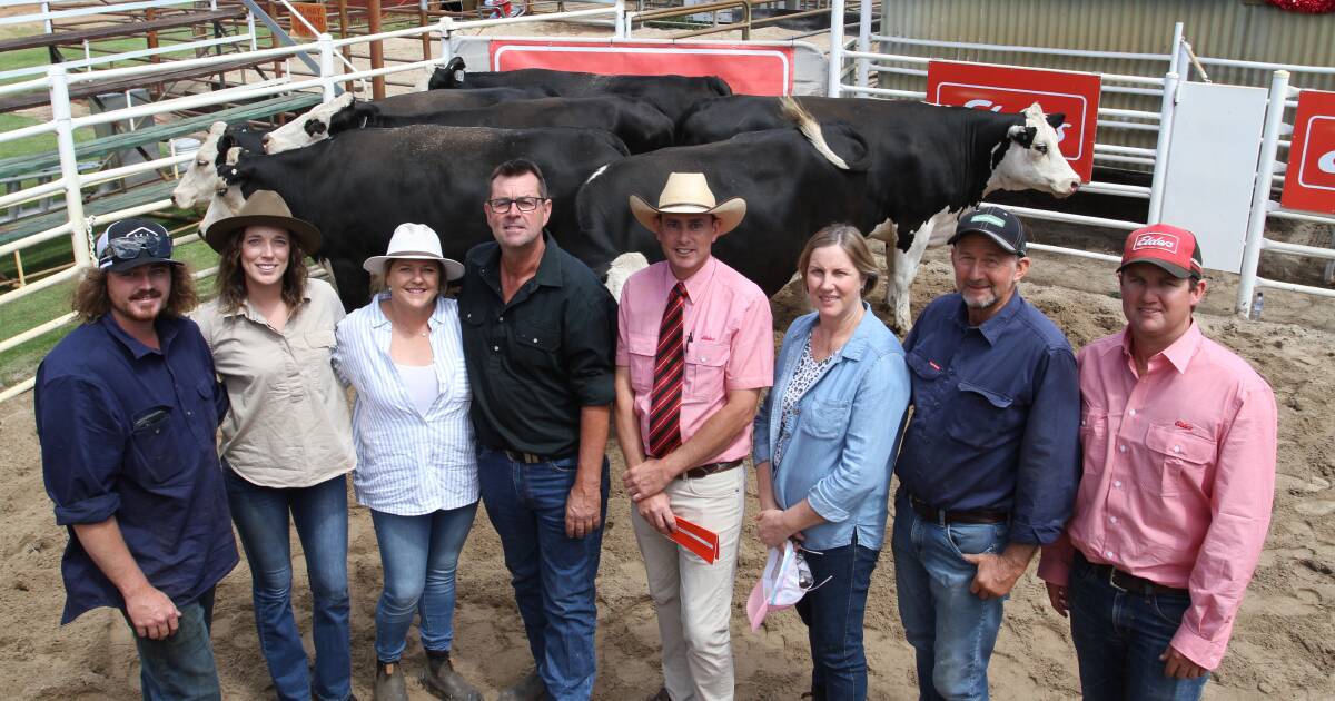 Elders Springing Heifer Sale tops $3500 at Boyanup saleyards | Farm Weekly