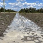 Burdekin cane growers to meet Water Minister Glenn Butcher to discuss rising groundwater issues | Queensland Country Life