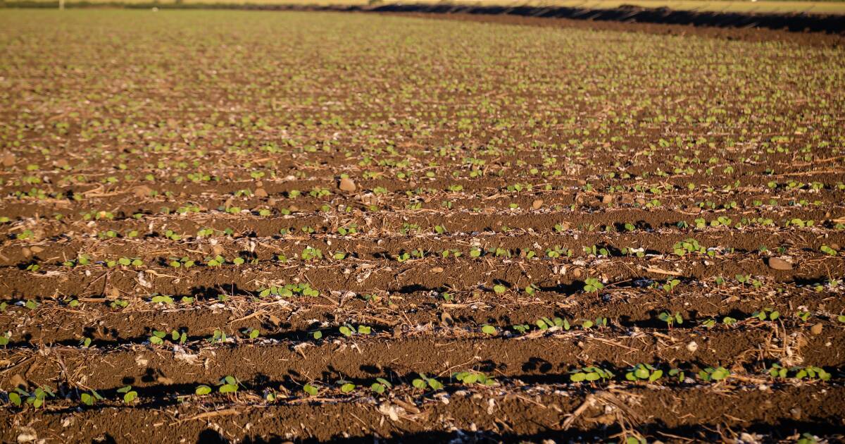 Rain turns the tables on summer crop plantings