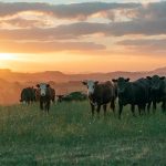 Glenlea's $15,000 Charolais tops nation for the third year in a row