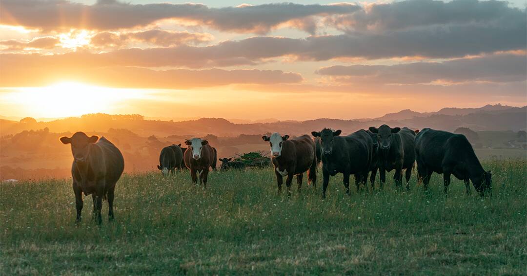 Federal Government Funds Record Agricultural Co-operative Research Center | The Land