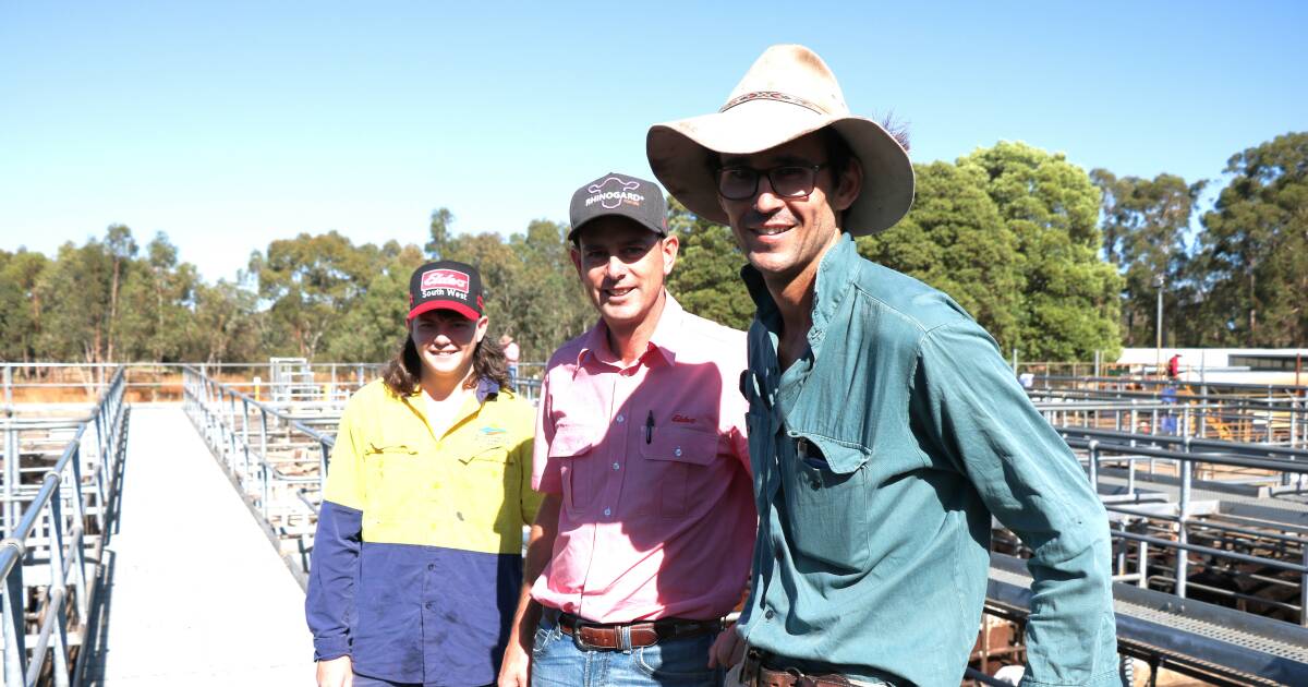 Positive give as weaner heifers sell well at Boyanup weaner sale