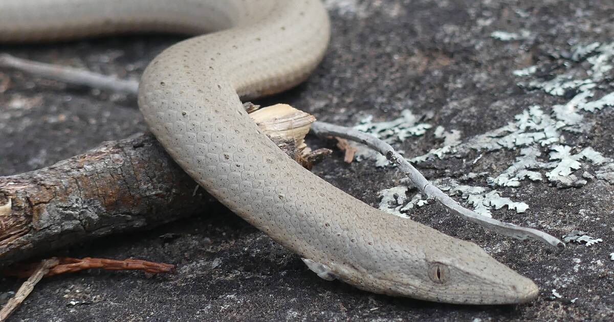 Legless lizards and lookouts in Conimbla National Park