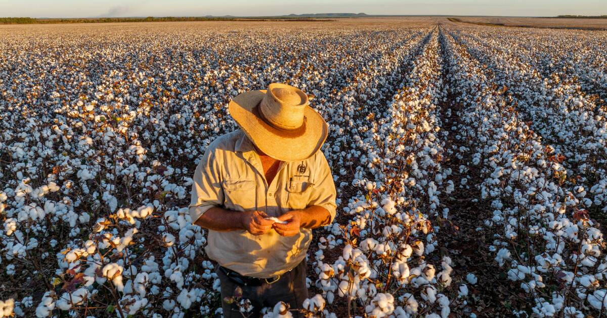 WANT Cotton opens NT cotton gin at Katherine | North Queensland Register