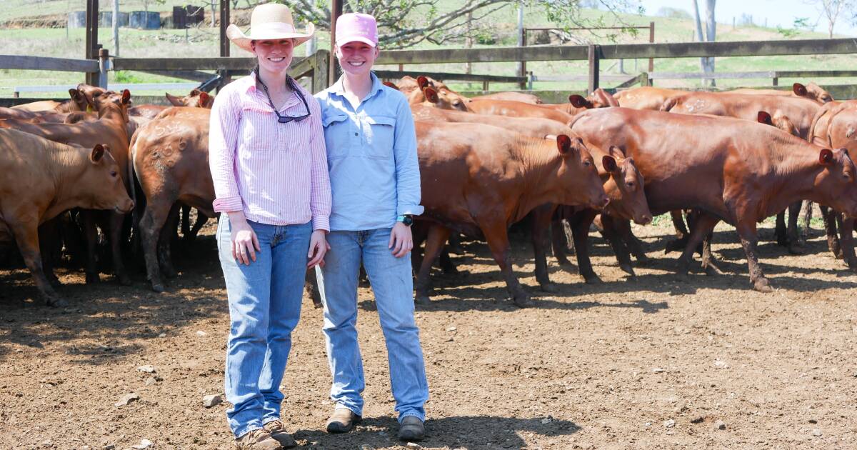 Maynard family trials sexed semen to boost bull numbers