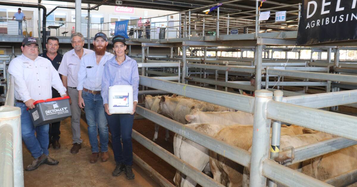 WA Charolais Society Silver Calf Weaner Competition winners | Farm Weekly