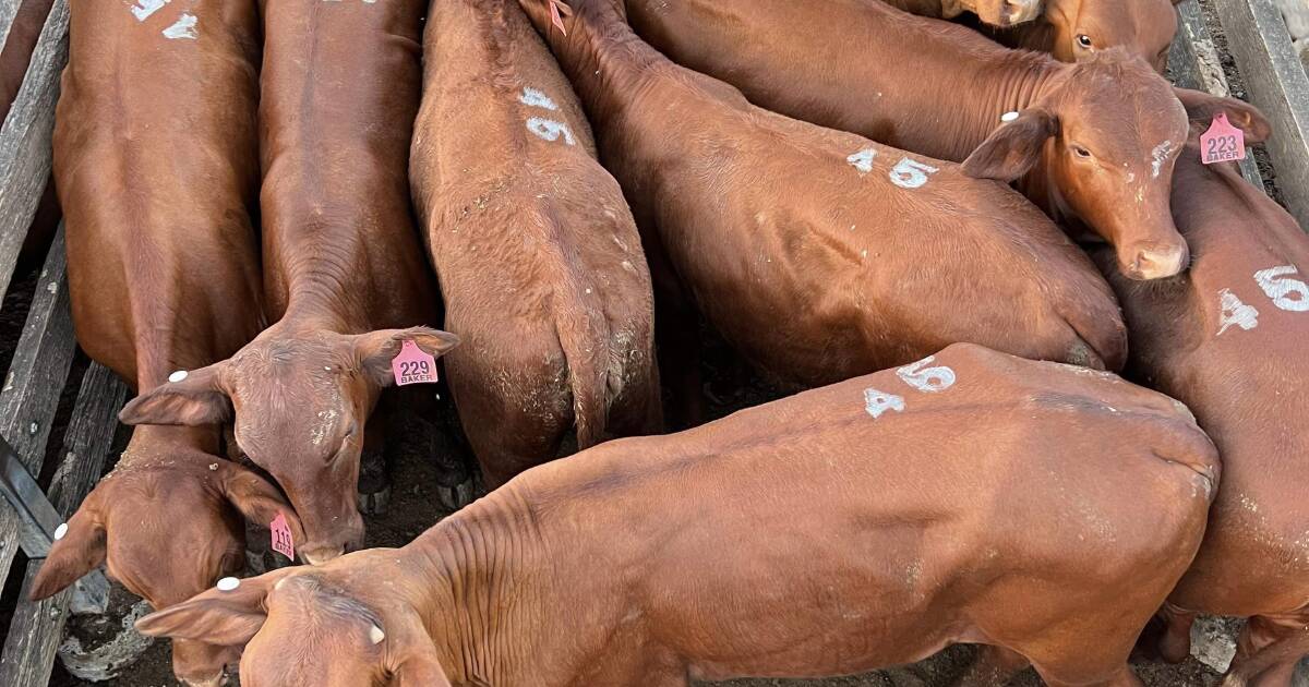 Prices firm at last Toogoolawah cattle sale for 2023. | Queensland Country Life