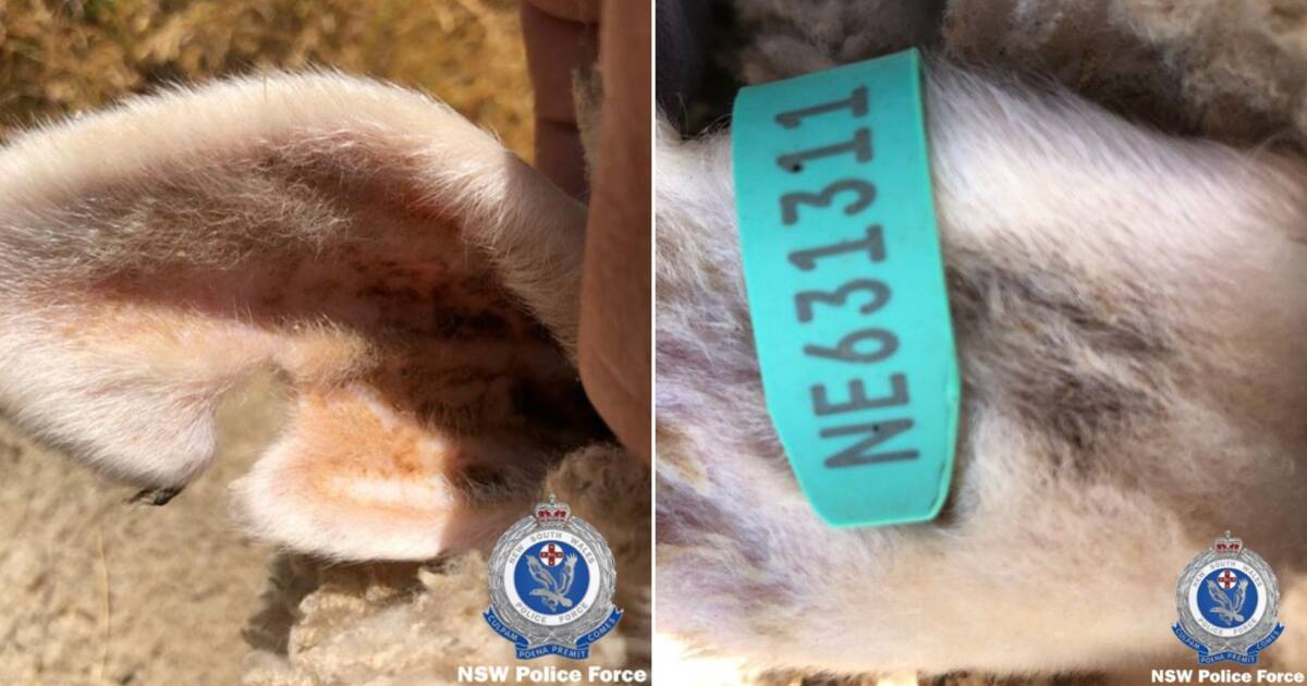 Police call for information after more than 100 Merino ewes taken from property