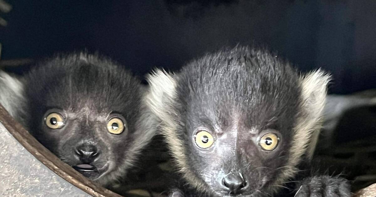 Altina Wildlife Park celebrates birth of three Lemurs | The Land