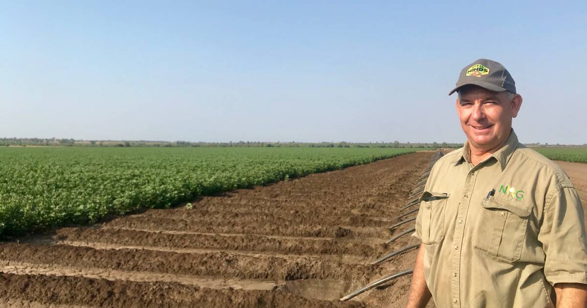 'Yield is king': cotton farmer Neek Morawitz