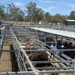 Huge opportunity for chilled Aussie grainfed beef into US, during herd rebuilding