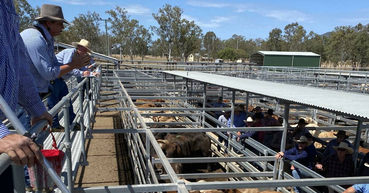 Steers hit 430c at Biggenden