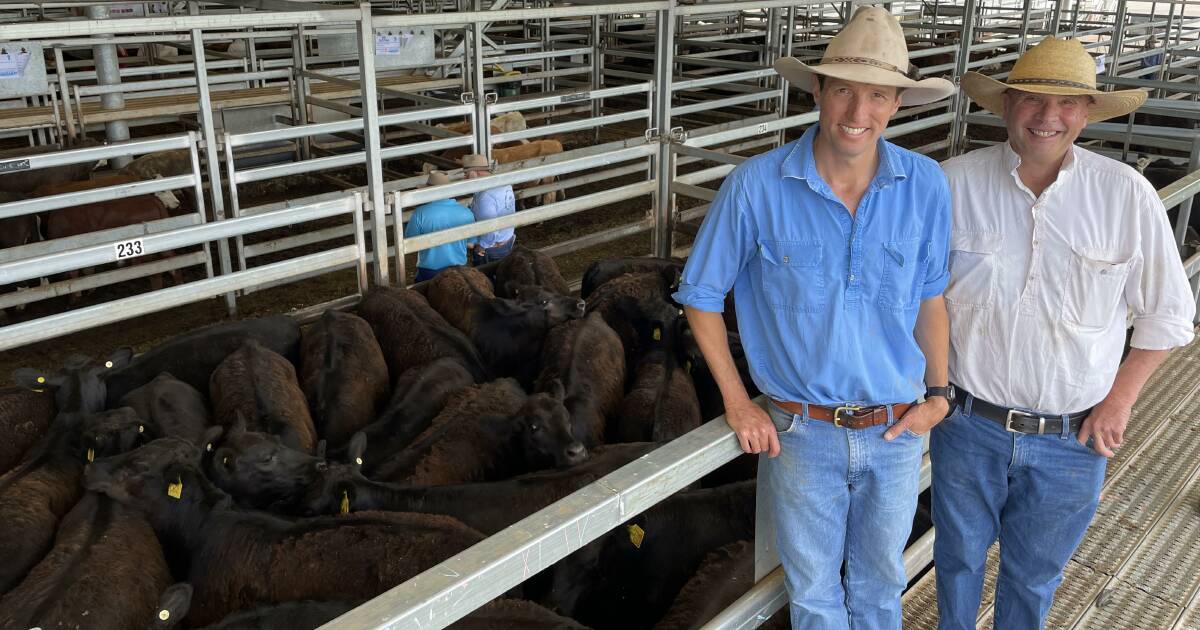 Cattle supply surge as graziers chase cash for Christmas