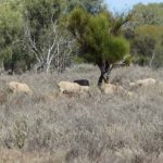 Cattle Australia commits to national land management and biodiversity standards for beef