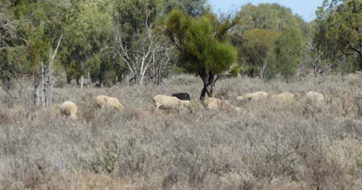 Western grazing property sold soon after auction