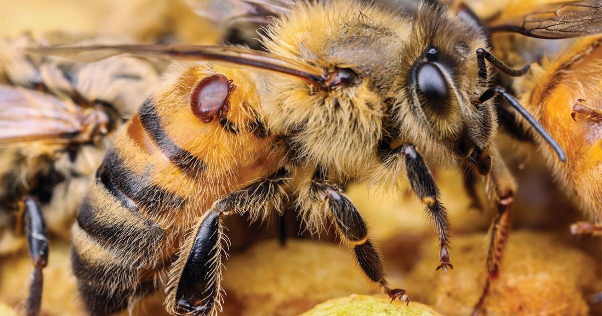 Varroa mite monitoring toolkit to help beekeepers | The Land