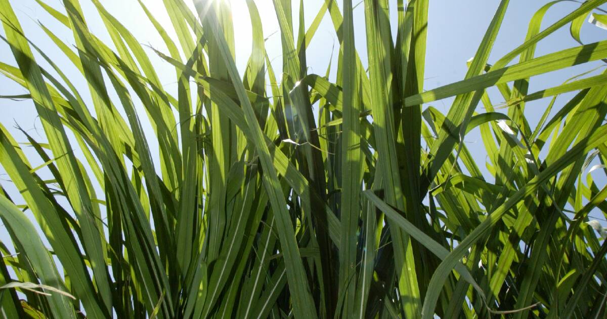 How Cyclone Jasper is impacting NQ crops