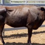 Maitland weaner heifers sell to $1020