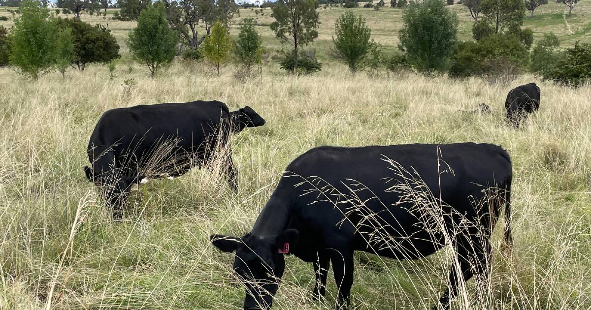 In defence of managed grazing as COP-28 debates climate outcomes | The Land