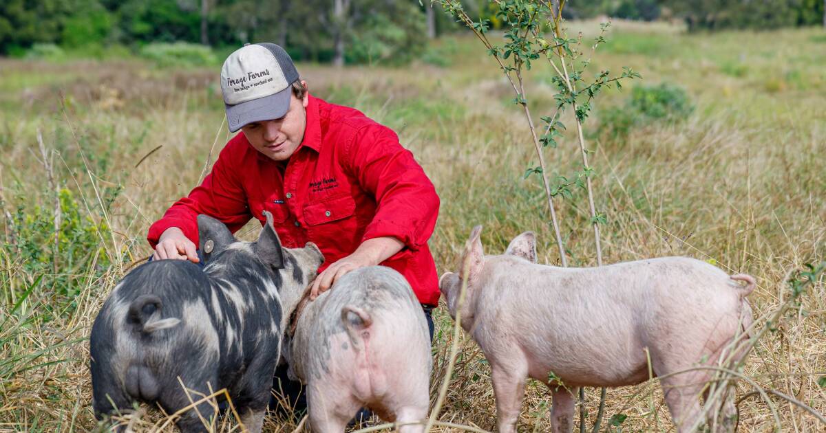 Premium priced pork a sell out ahead of Christmas