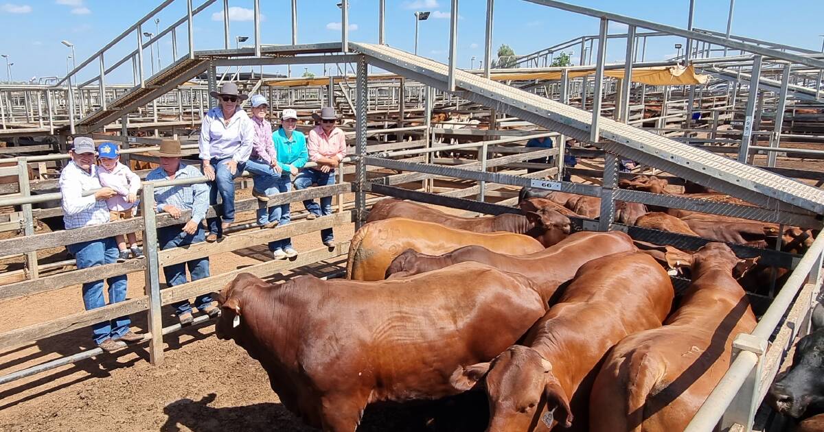 Late Western Downs nurse's final wish granted at Roma cattle sale | Market report