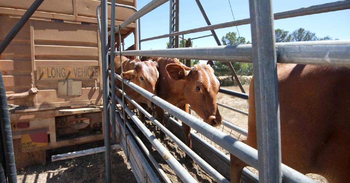 North Queensland Cattle Traders Hopeful for a Turnaround in 2024 | North Queensland Register