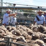 Muster Dogs star mentors aspiring ag students in CQ