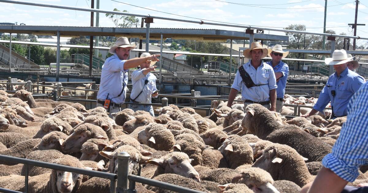 What's behind Wagga Wagga saleyards' record-breaking yardings?