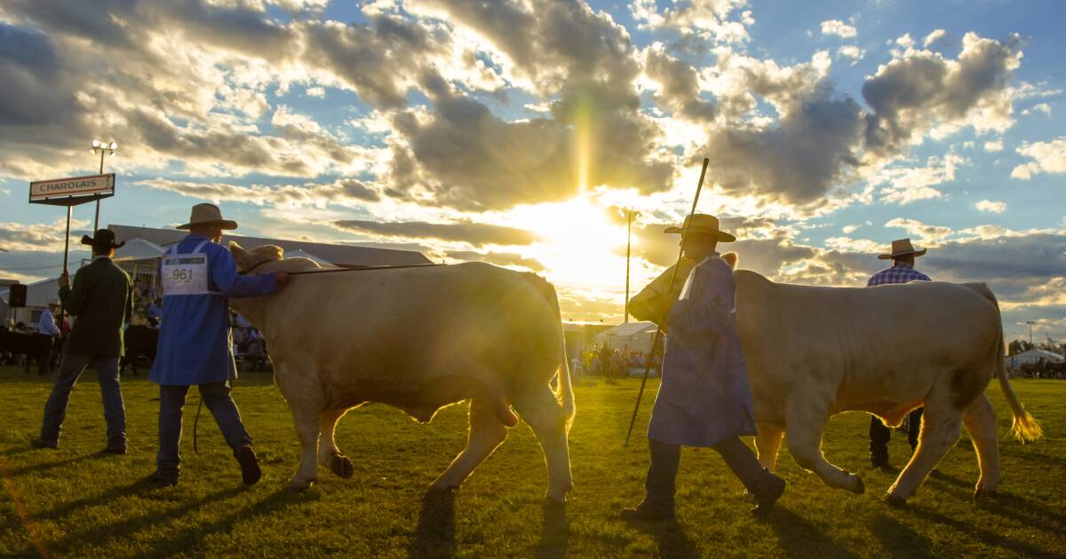 Beef Australia Stud Cattle Championship 2024: Showcasing the Best of Australian Cattle | Queensland Country Life