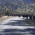 Rocky and Radar: The reindeer delighting Australia | Queensland Country Life