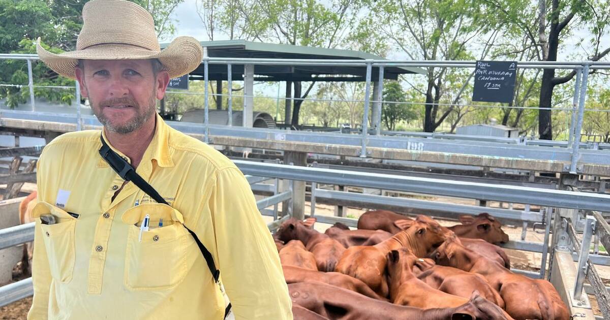 New buyers at Gracemere sale