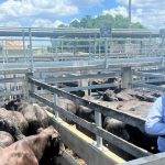 2023 bull sales: Your complete guide to major beef breeds’ results and trends