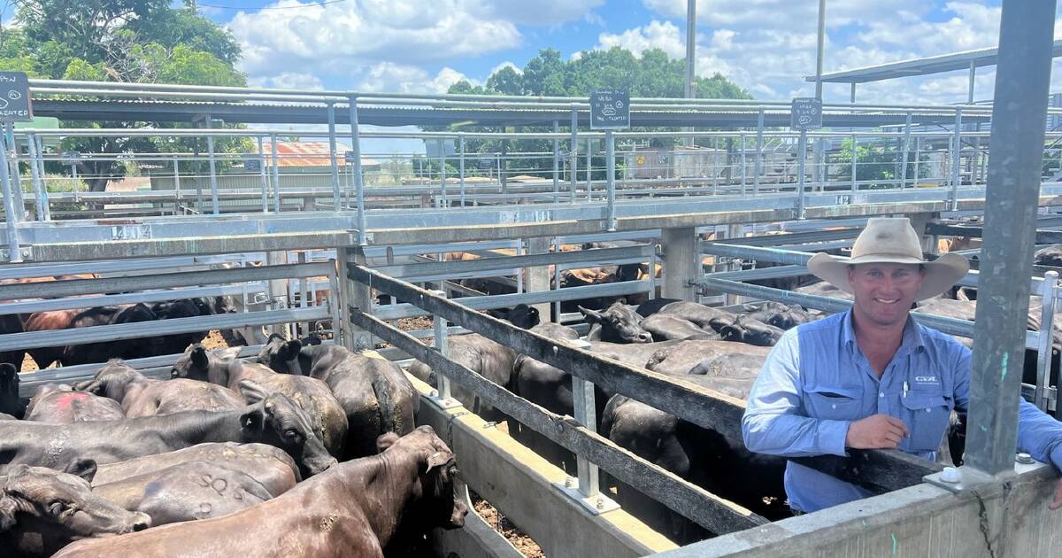 Market holds firm at Gracemere cattle sale