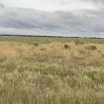 Harvest focus shifts south as summer croppers watch rain