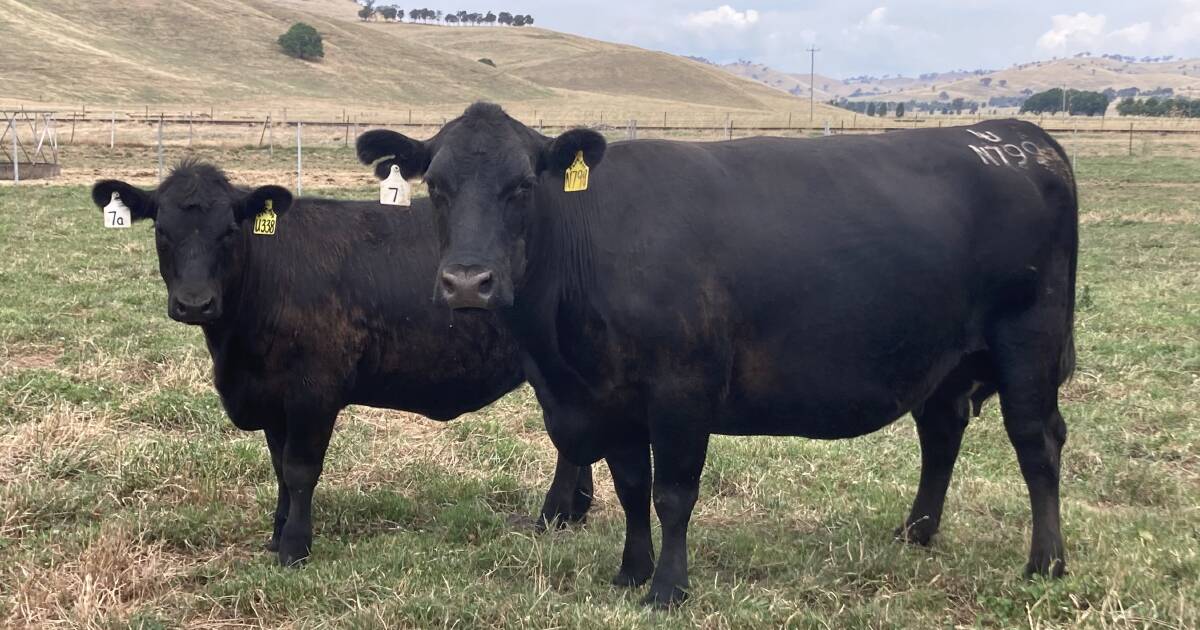 Top-priced heifer purchased as foundation stud heifer for 13-year-old