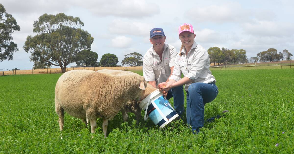 Boutique lamb operation proving a success at Strathalbyn