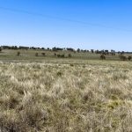 Market holds firm at Gracemere cattle sale