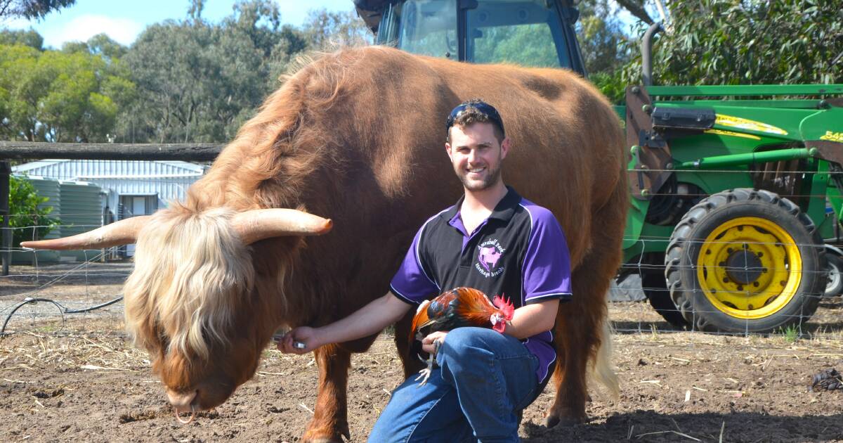 Preserving Australia’s rare livestock breeds | Queensland Country Life