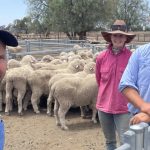 Cattle listings decline as cautious buyers affect market | Queensland Country Life