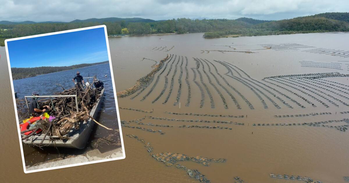 Oyster farmers face lengthy clean-up, but it's not all doom and gloom